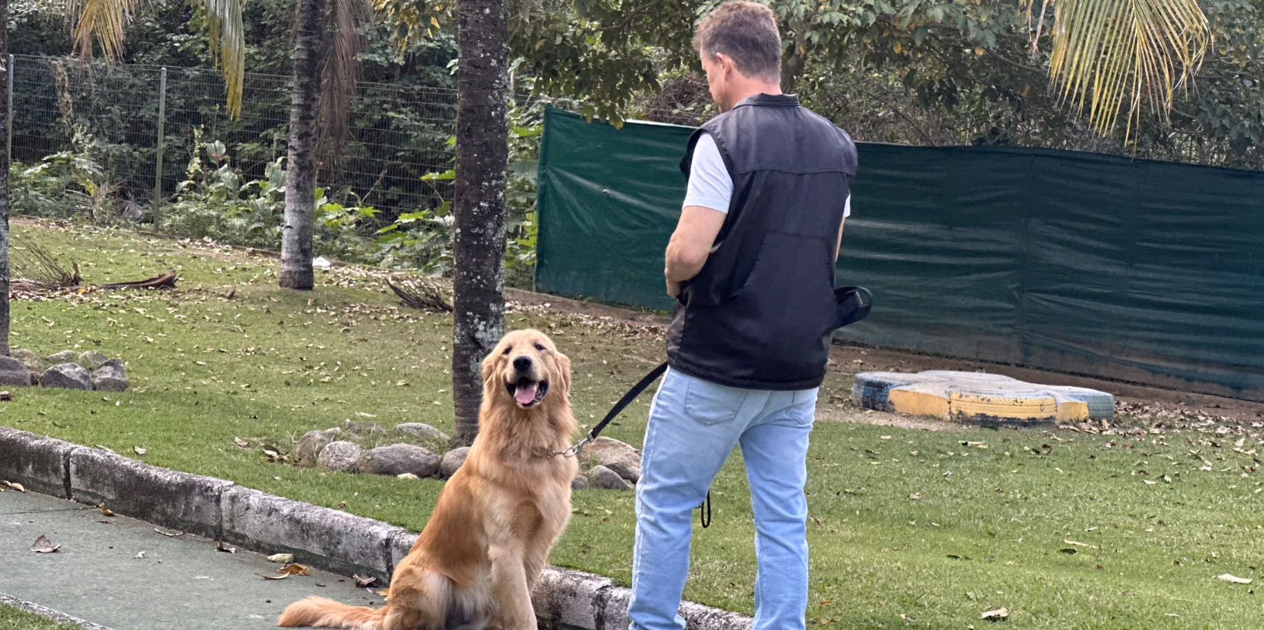 Golden retriever sentado de frente para o adestrador durante o comando — adestramento de cães em Botafogo