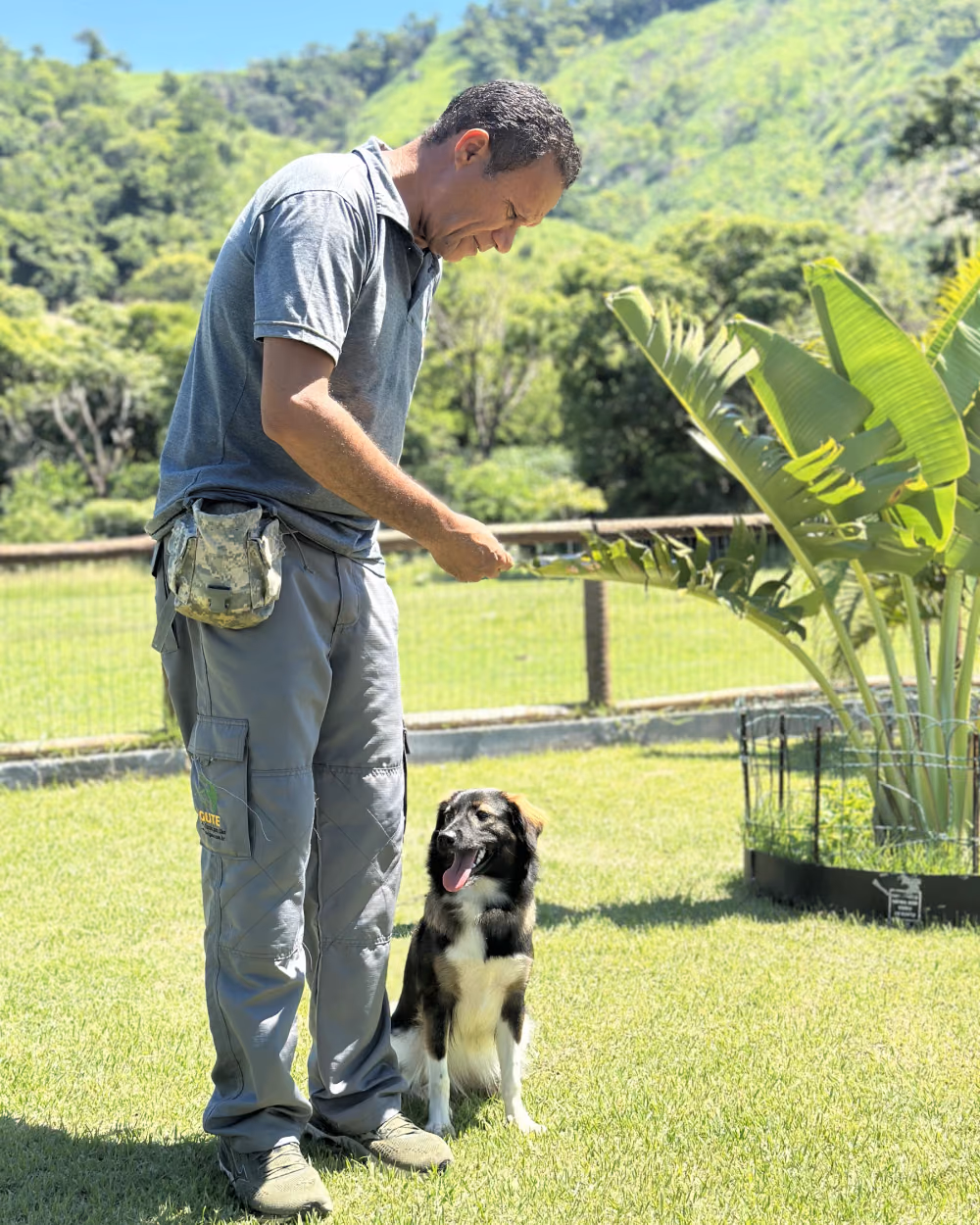 Border collie sentado e atento ao adestrador, com a serra ao fundo — treino de obediência na Barra da Tijuca