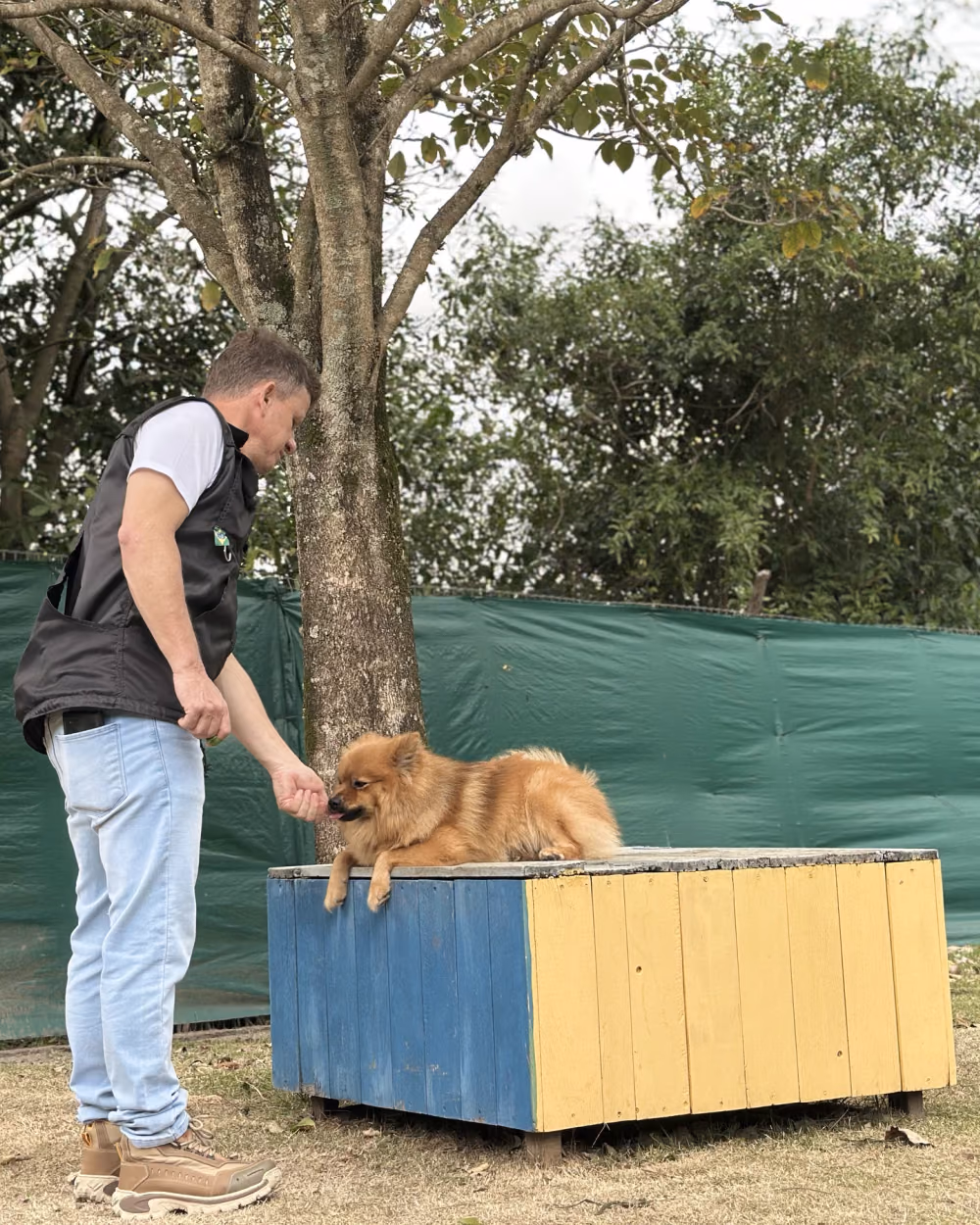 Adestrador oferecendo petisco a um cão pequeno de pelo alaranjado sobre a plataforma — adestramento em Copacabana
