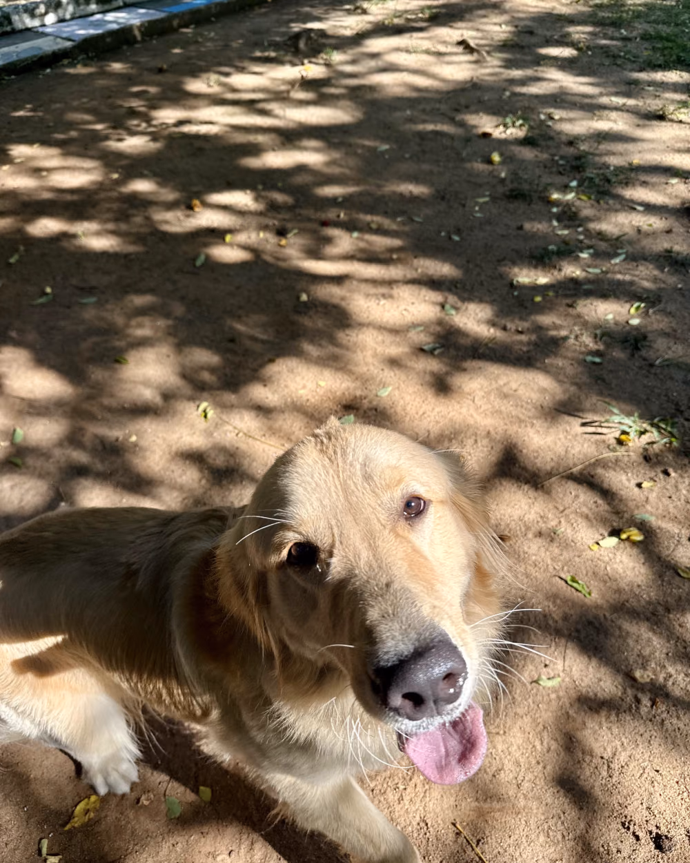 Golden retriever descansando à sombra depois do treino — adestramento de cães em Duque de Caxias
