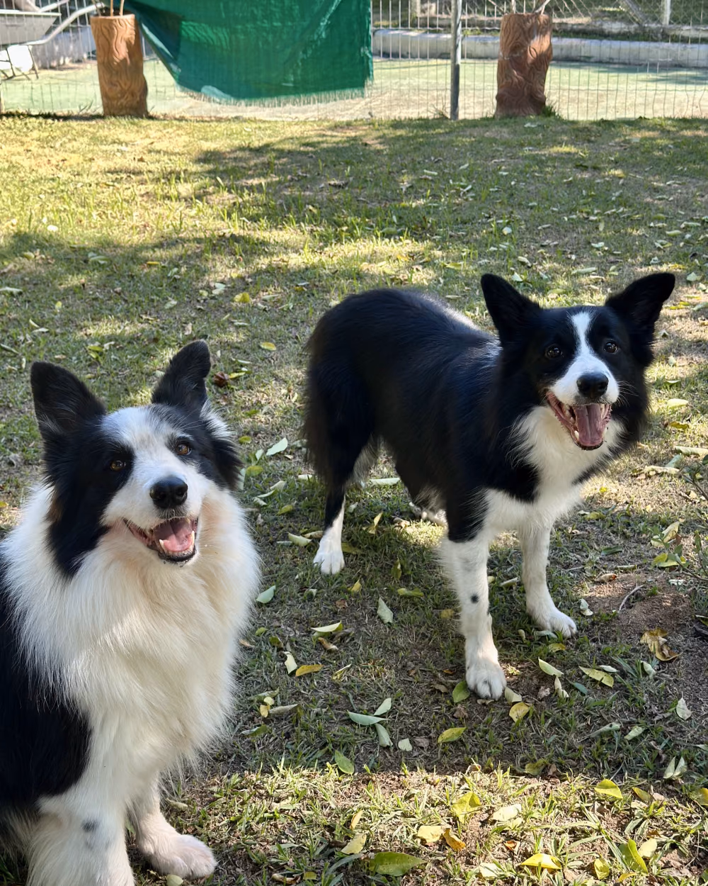 Dois border collies lado a lado no gramado, atentos ao comando — adestramento de cães em Jacarepaguá