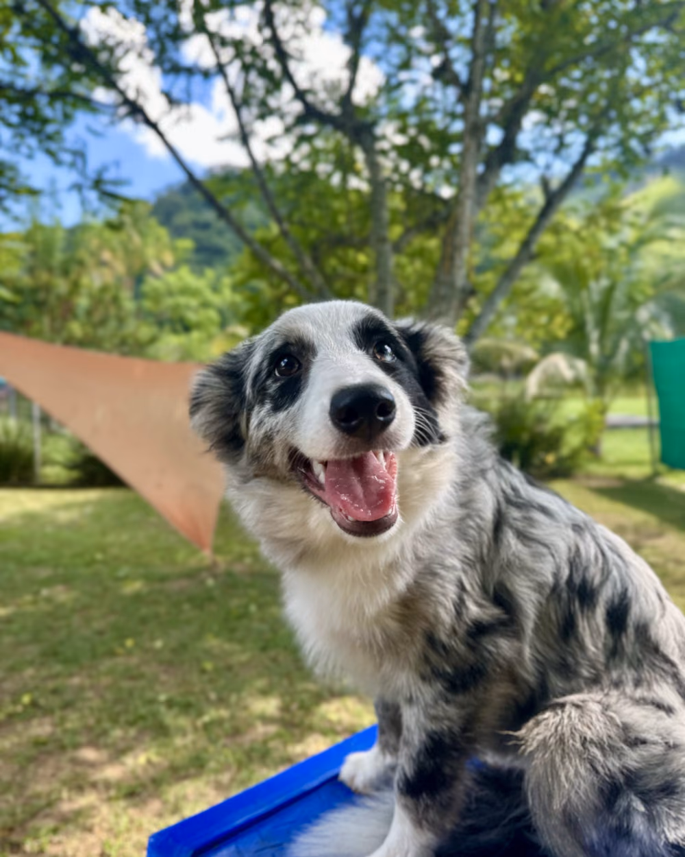 Border collie merle sentado sobre o obstáculo de agility durante o treino — adestramento de cães em Niterói