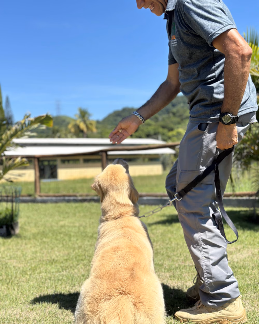 Golden retriever sentado recebendo comando de mão do adestrador — adestramento de cães em Nova Iguaçu