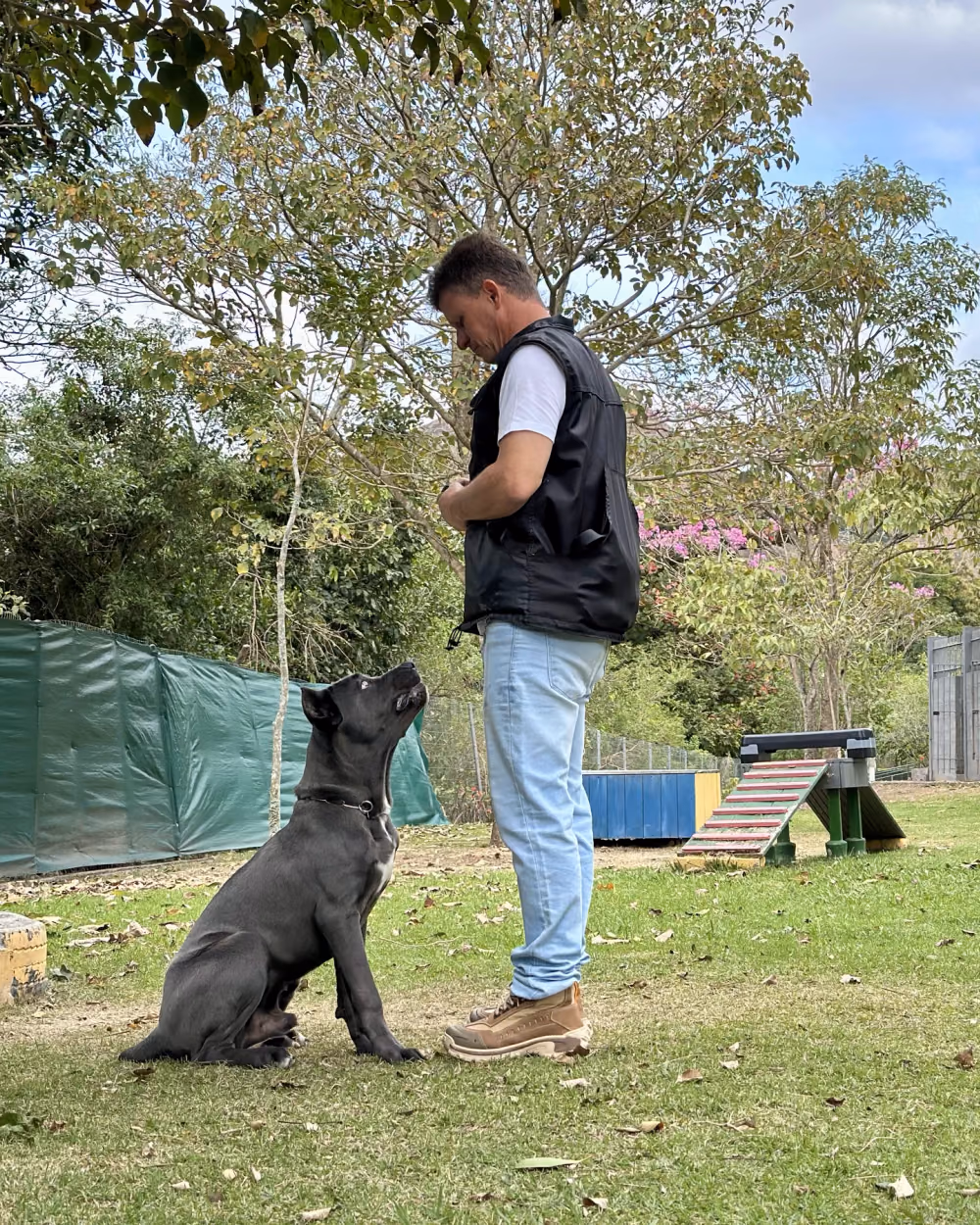 Cão de grande porte sentado em frente ao adestrador no comando de permanência — adestramento no Recreio