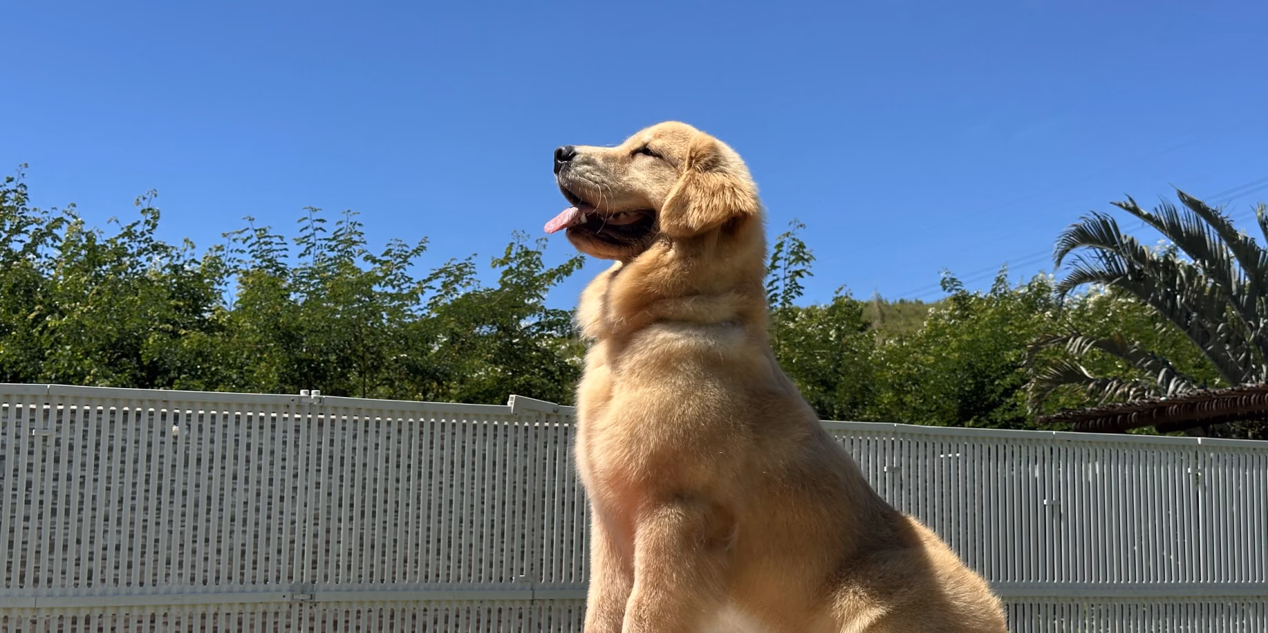 Golden retriever sentado de perfil, atento ao comando sob o céu aberto — adestramento de cães em Niterói