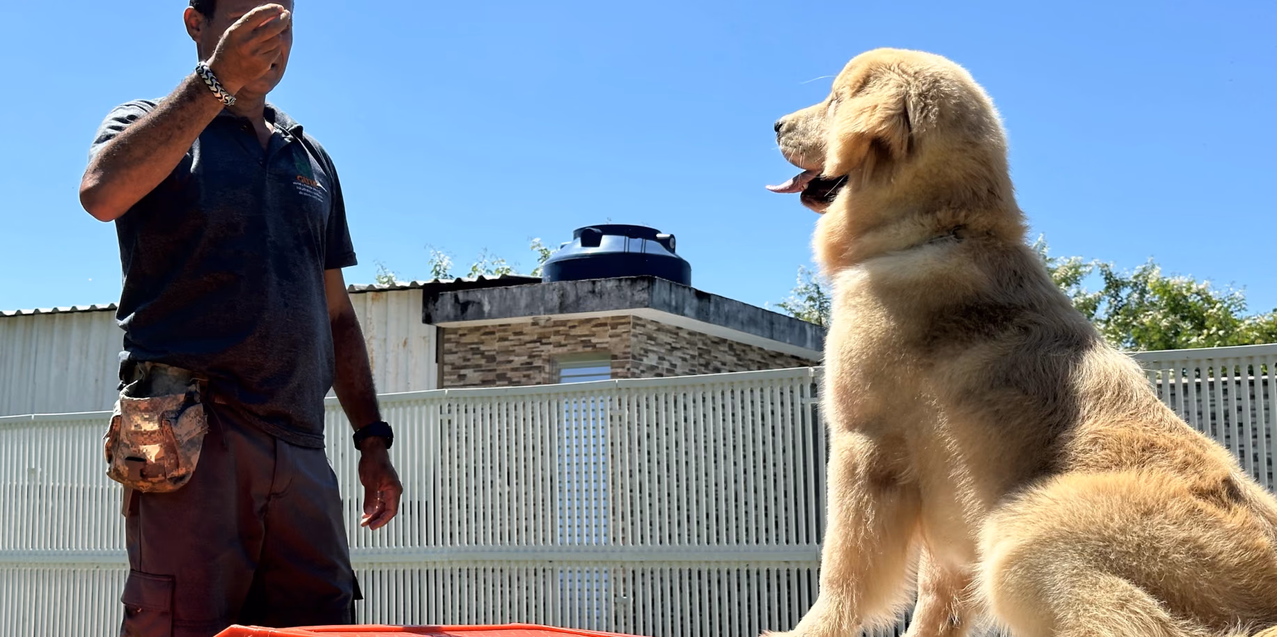 Adestrador com a mão erguida dando comando a dois golden retrievers sentados — adestramento em Nova Iguaçu