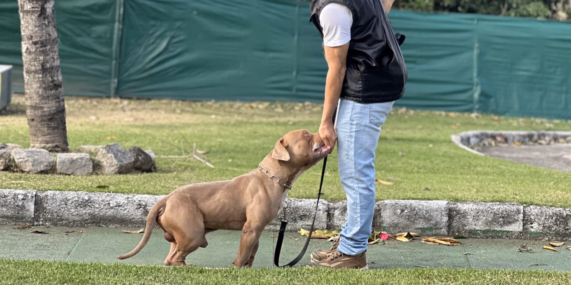 Cão de pelo curto na guia, de frente para o adestrador no gramado — adestramento de cães na Tijuca