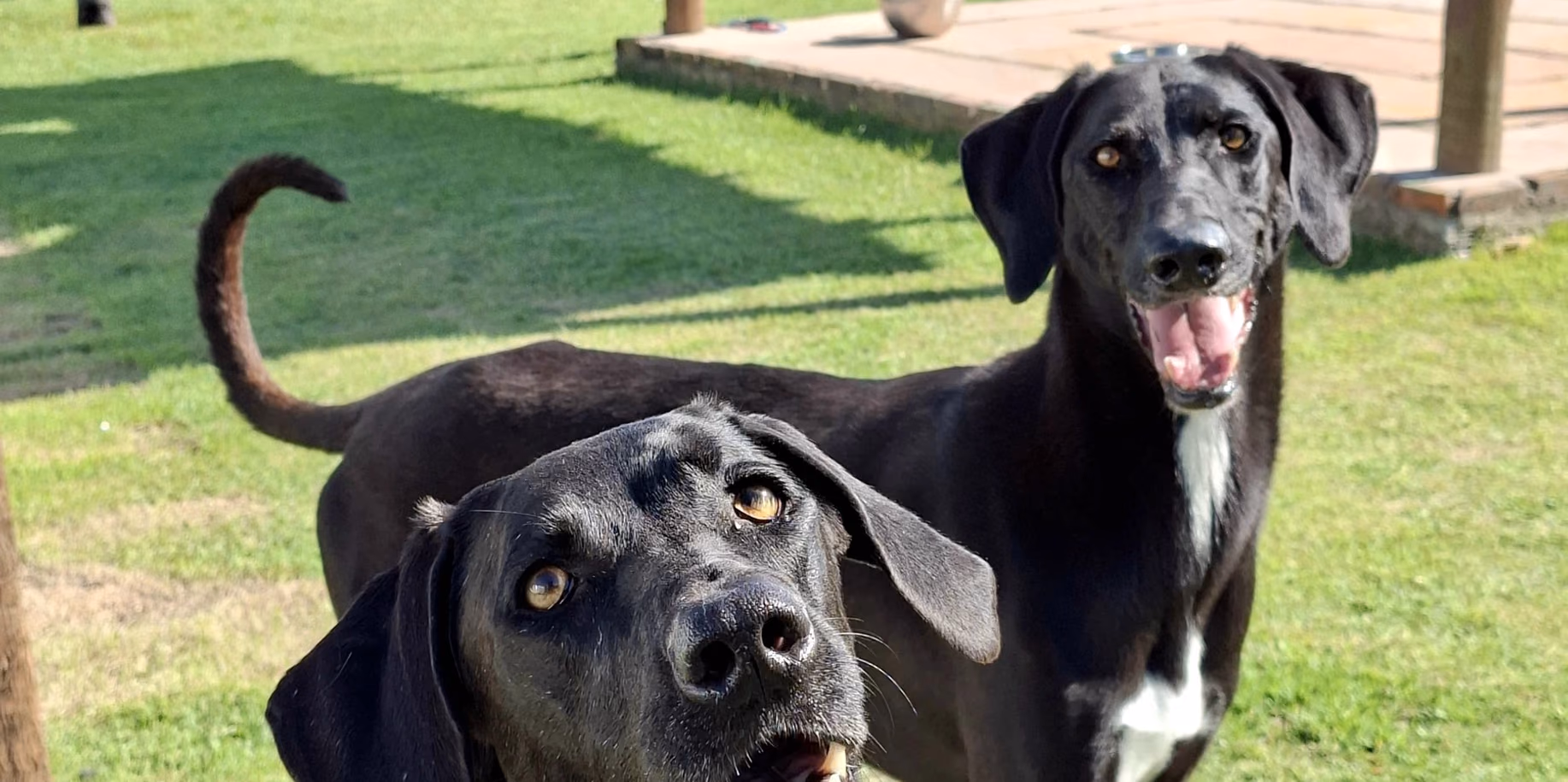 Hotel para cachorro na Baixada Fluminense Dois cães pretos no gramado do Gute, com os quiosques ao fundo