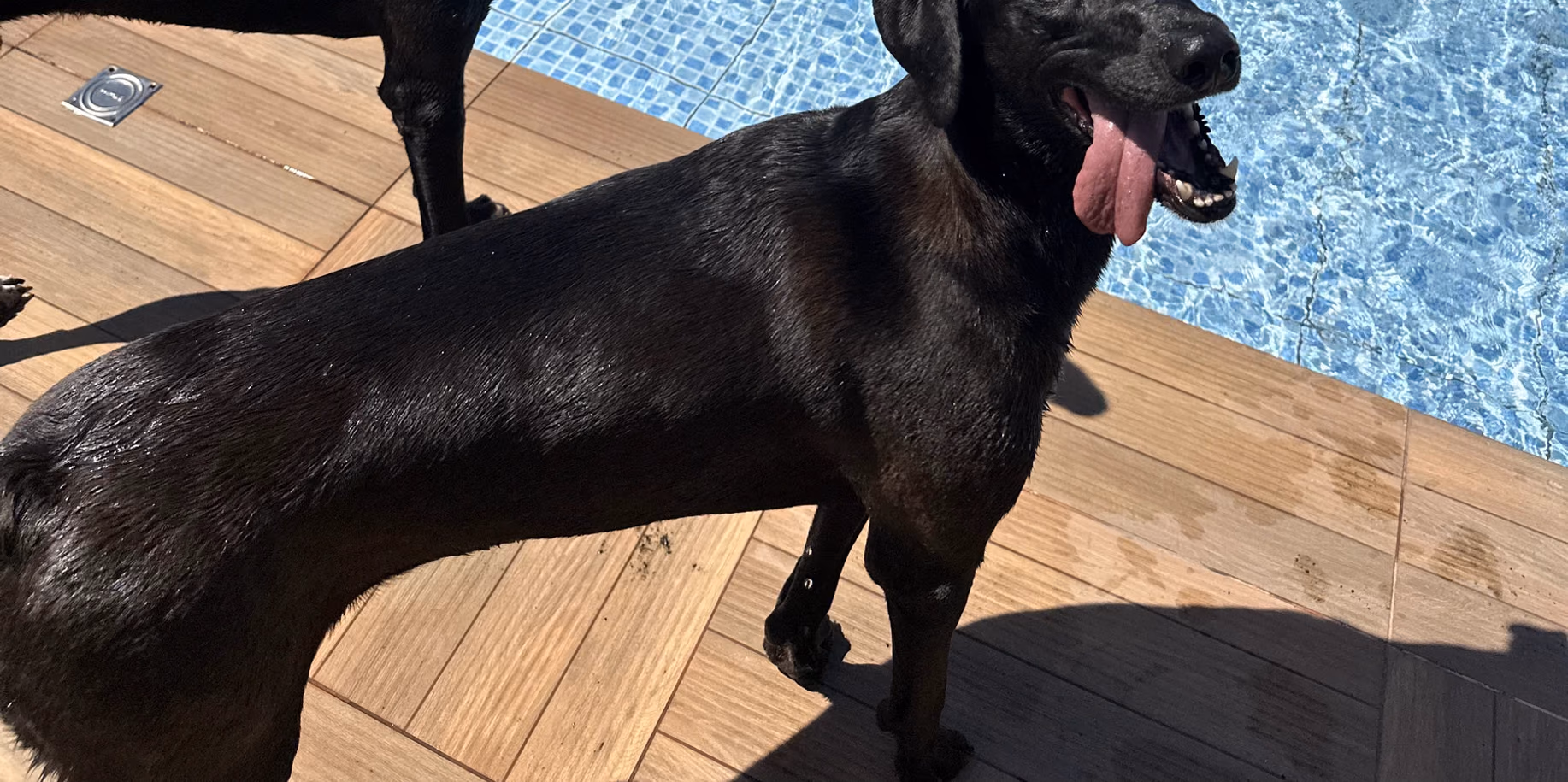 Hotel para cachorro na Barra da Tijuca Labrador preto na borda da piscina do Gute