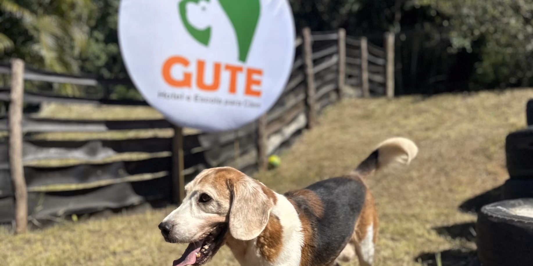 Hotel para cachorro em Campo Grande Beagle correndo no gramado do Gute
