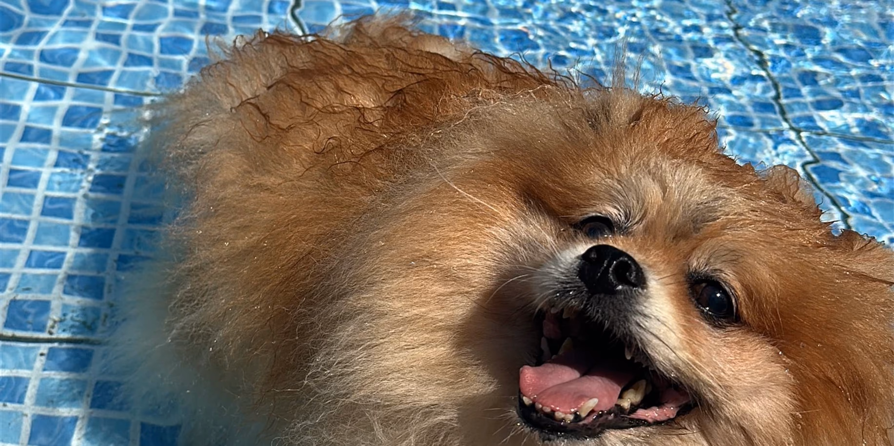 Copacabana Lulu da Pomerânia na borda da piscina do Gute