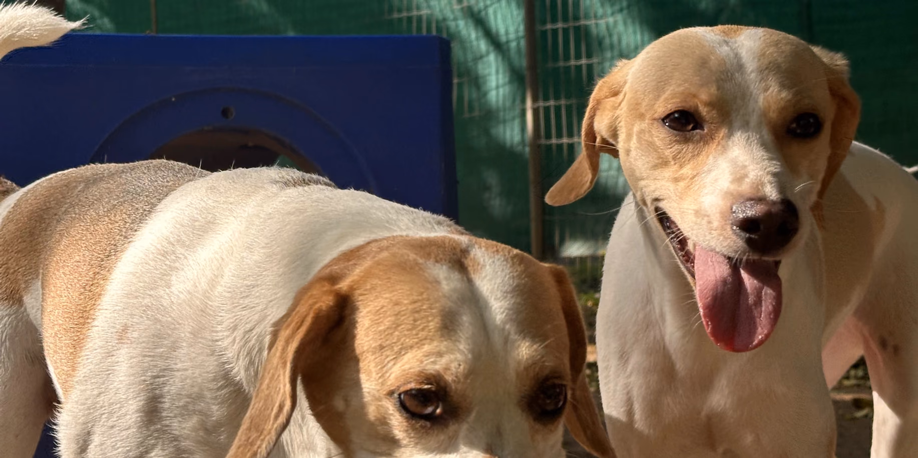 Duque de Caxias Dois cães na área de terra batida do Gute