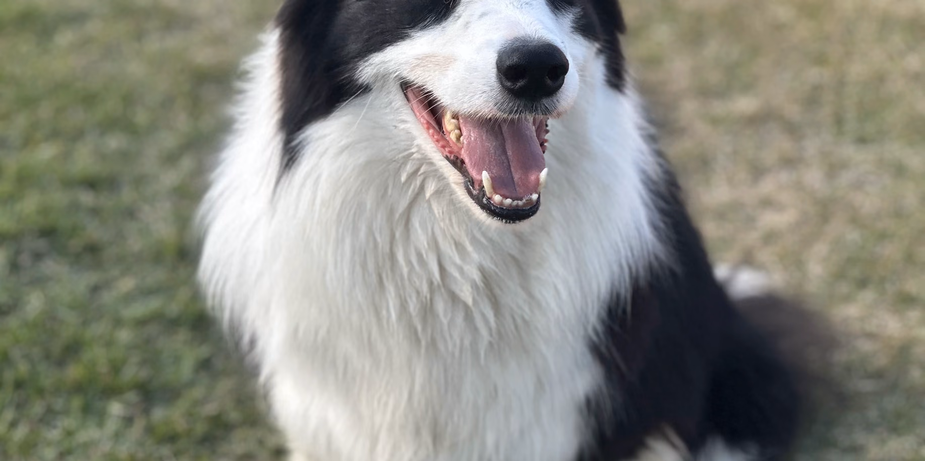 Flamengo Border collie sentado no gramado do Gute