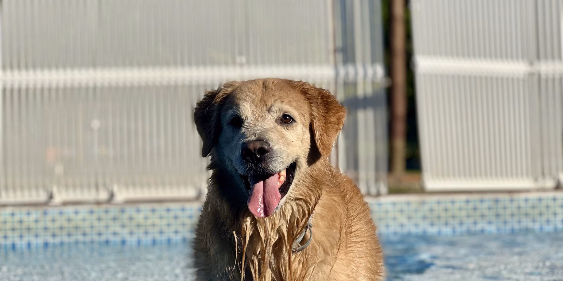 Gávea Golden retriever dentro da piscina do Gute
