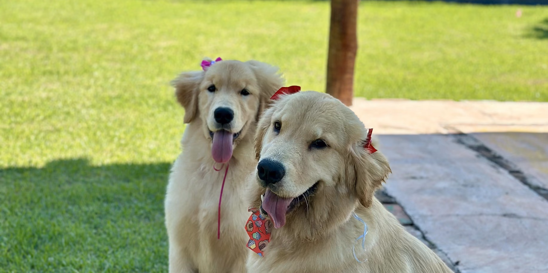 Humaitá Dois golden retrievers no gramado do Gute, com a serra ao fundo