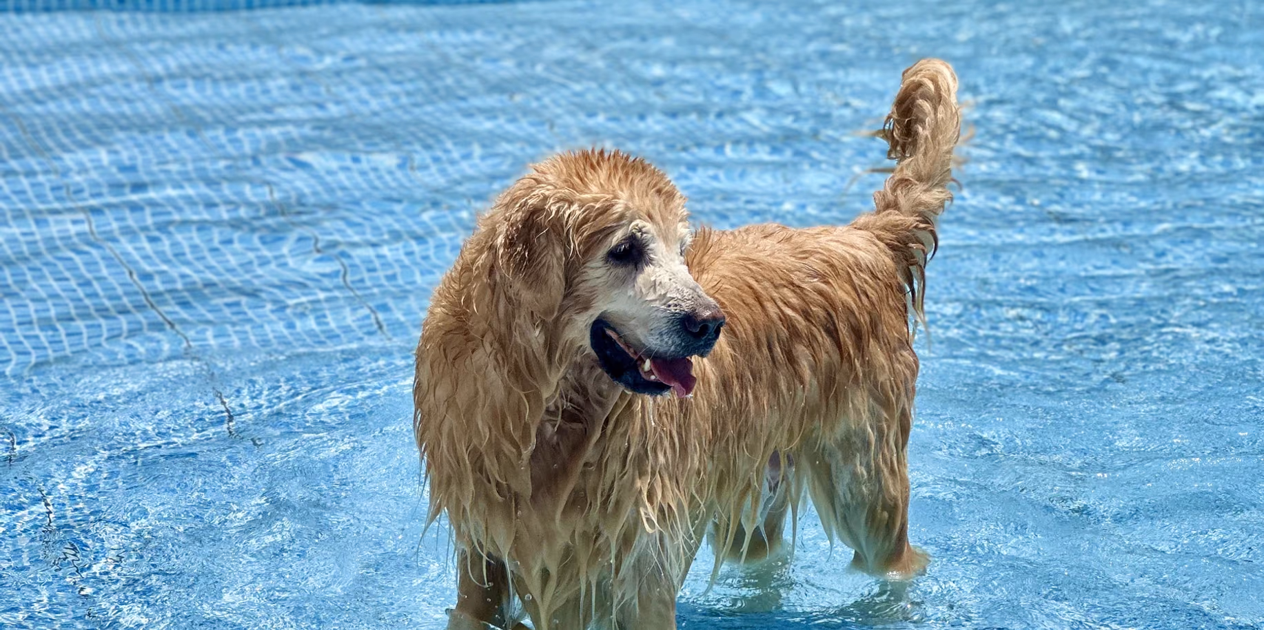 Hotel para cachorro em Ipanema Cão de pelo dourado dentro da piscina rasa do Gute