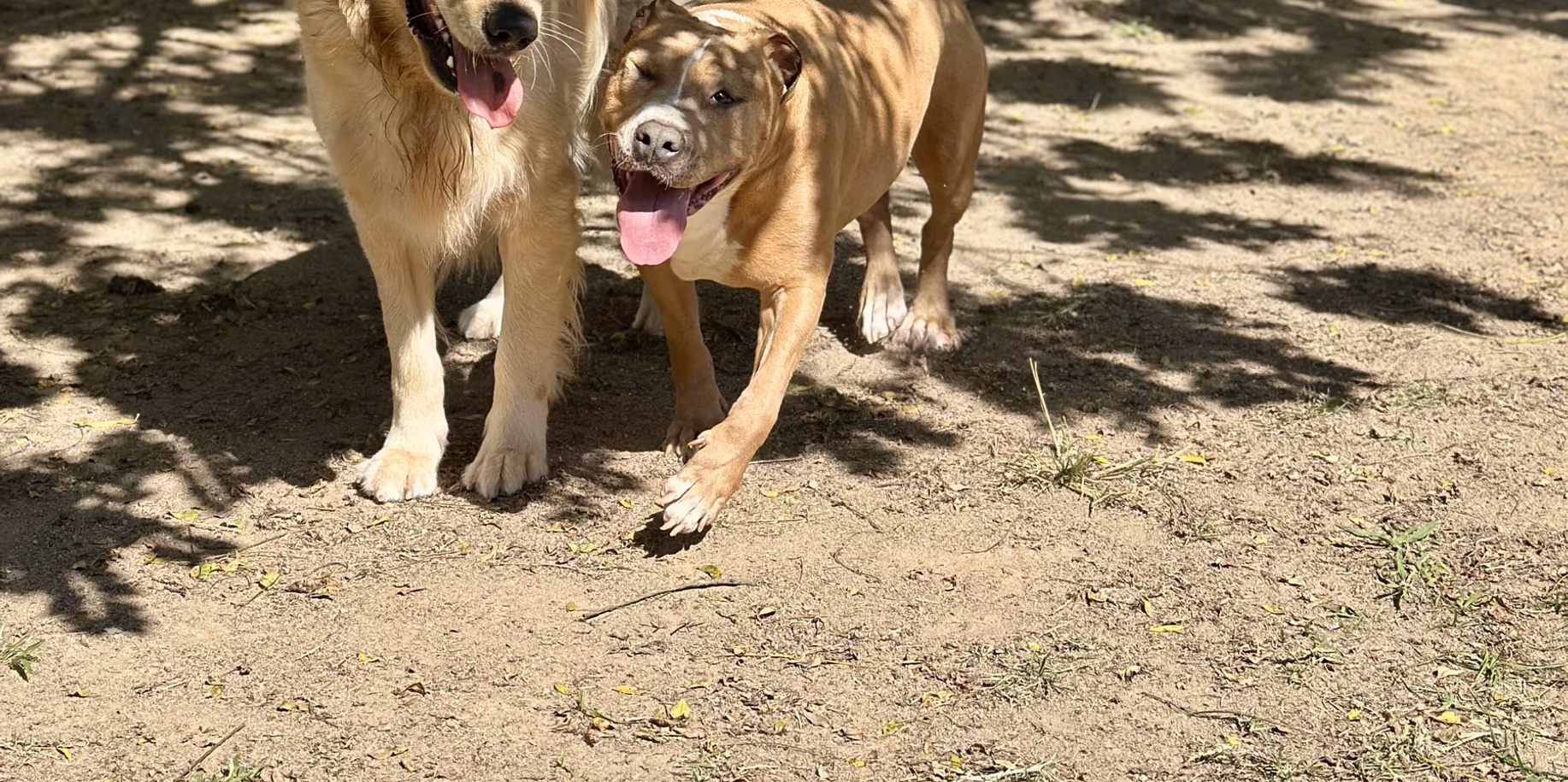 Jardim Botânico Dois cães correndo à sombra das árvores no Gute