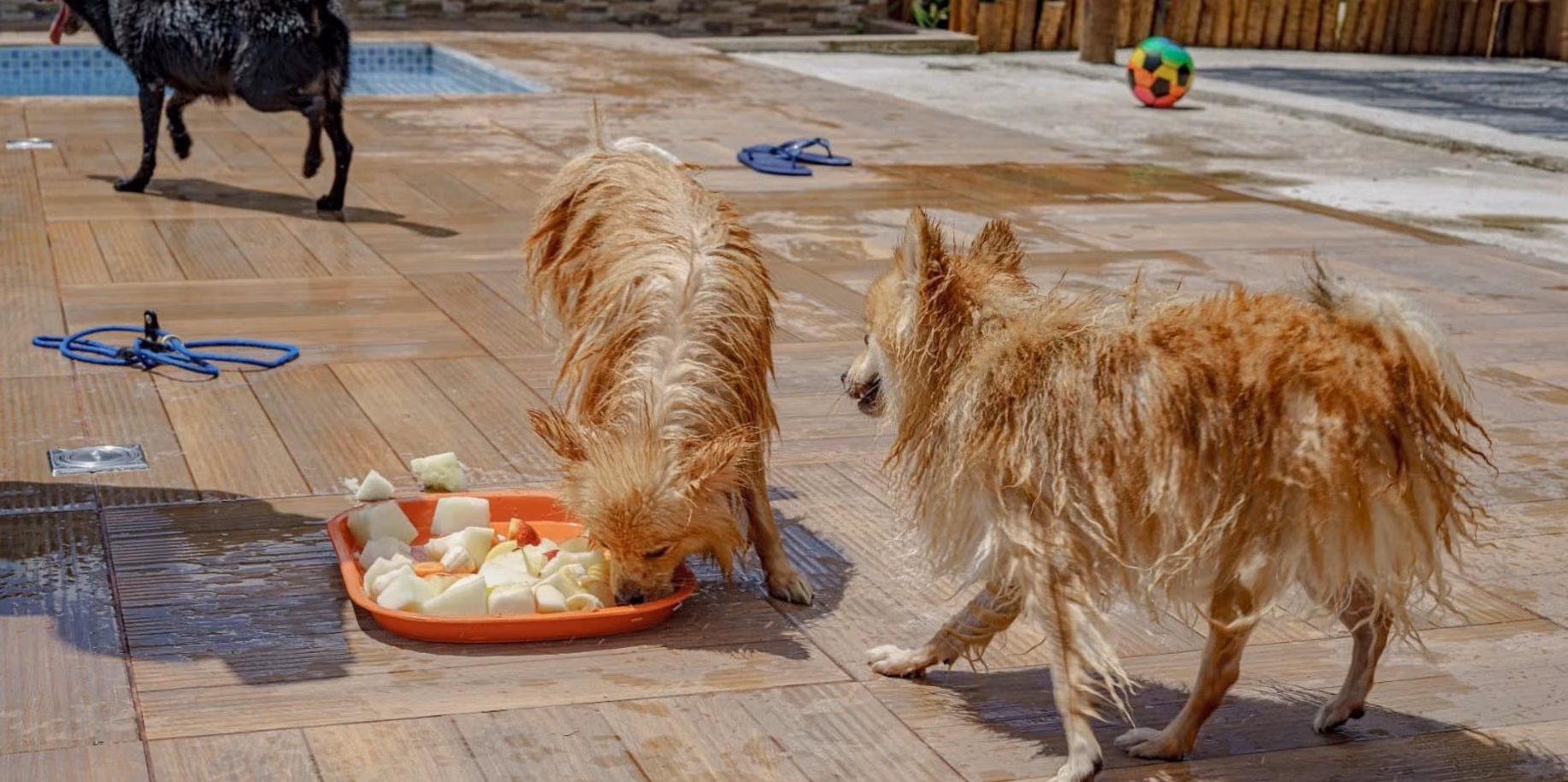 Lagoa Dois cães molhados no deck da piscina do Gute