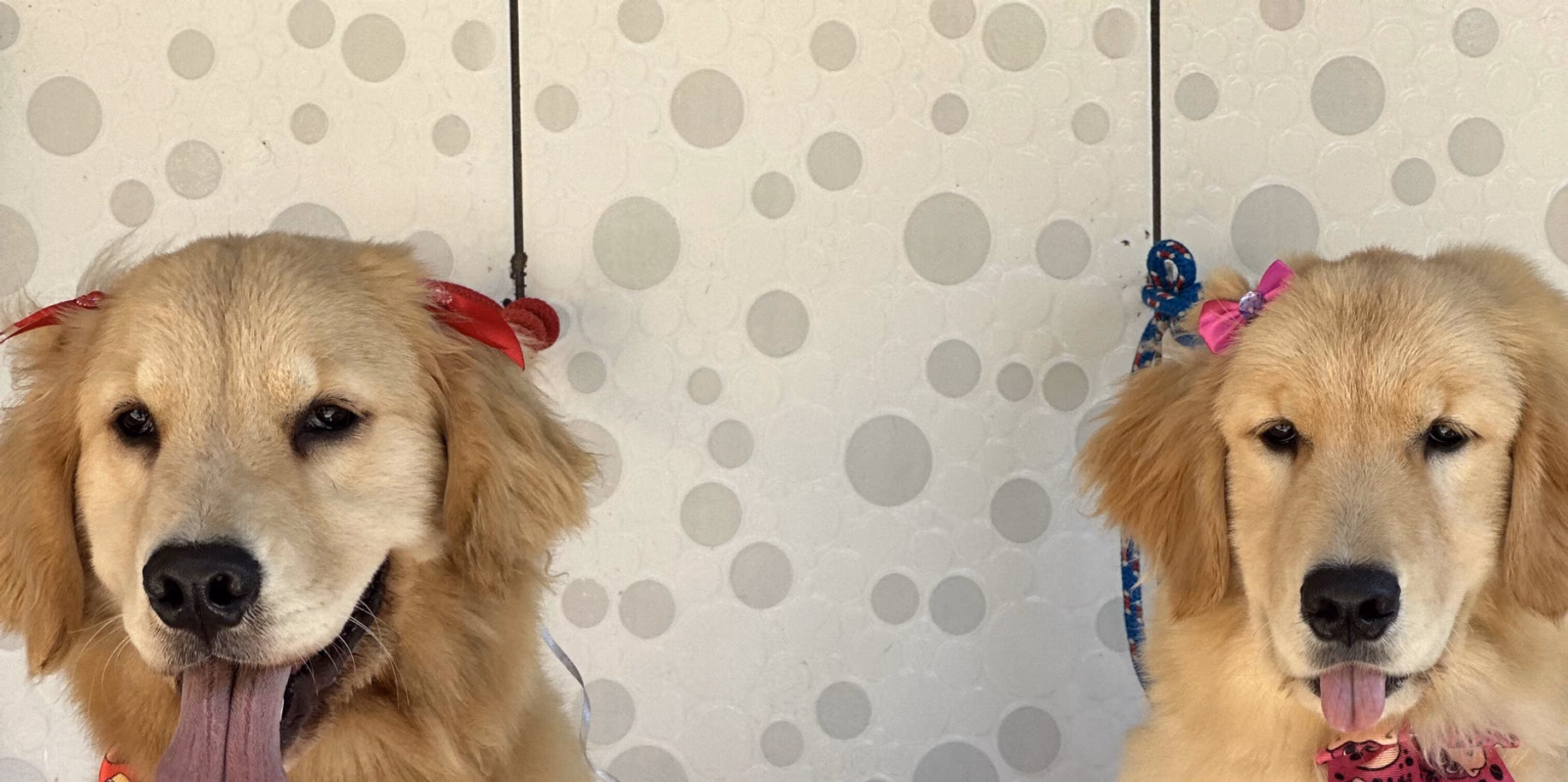 Leblon Dois golden retrievers sentados lado a lado no Gute