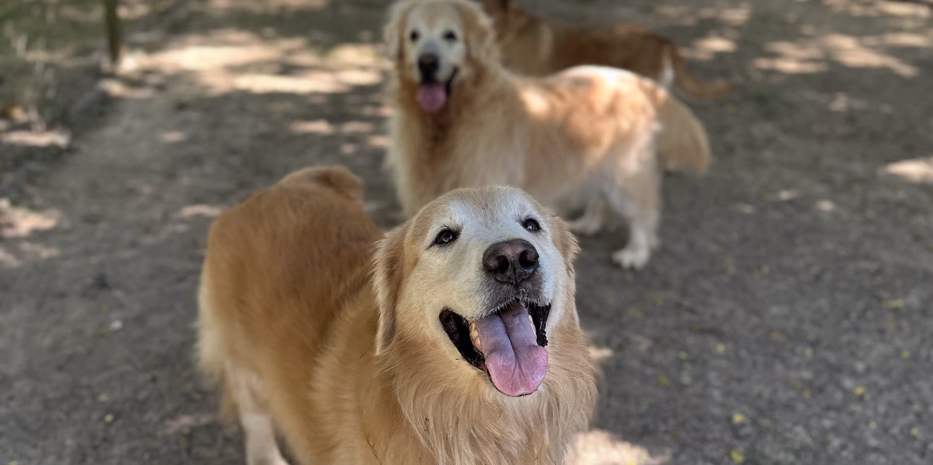 Hotel para cachorro em Niterói Dois golden retrievers na área sombreada do Gute