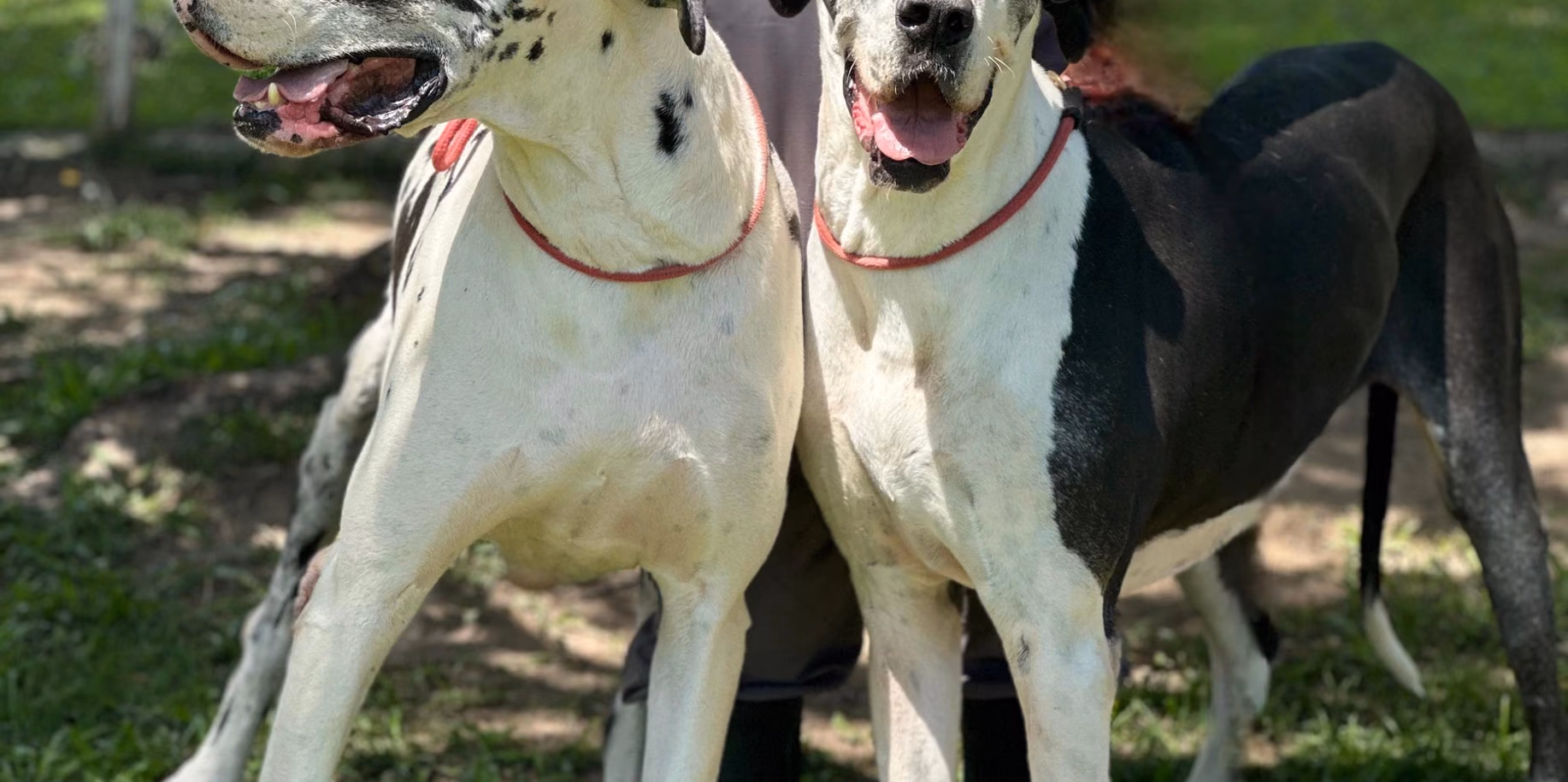 Recreio dos Bandeirantes Dois dogues alemães lado a lado no gramado do Gute