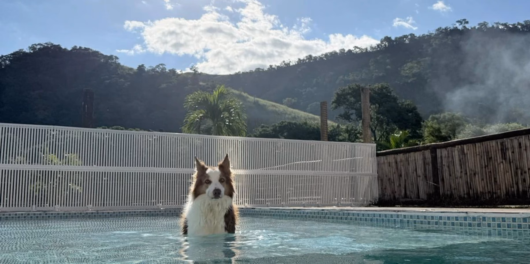 São Conrado Cão dentro da piscina do Gute, com as montanhas ao fundo