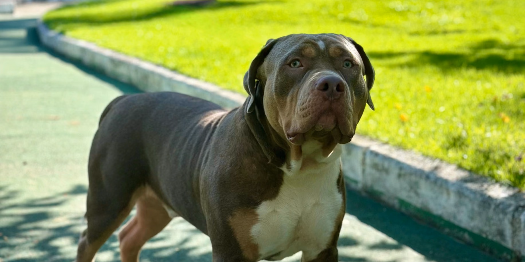Hotel para cachorro na Tijuca Cão cinza em pé no gramado ensolarado do Gute