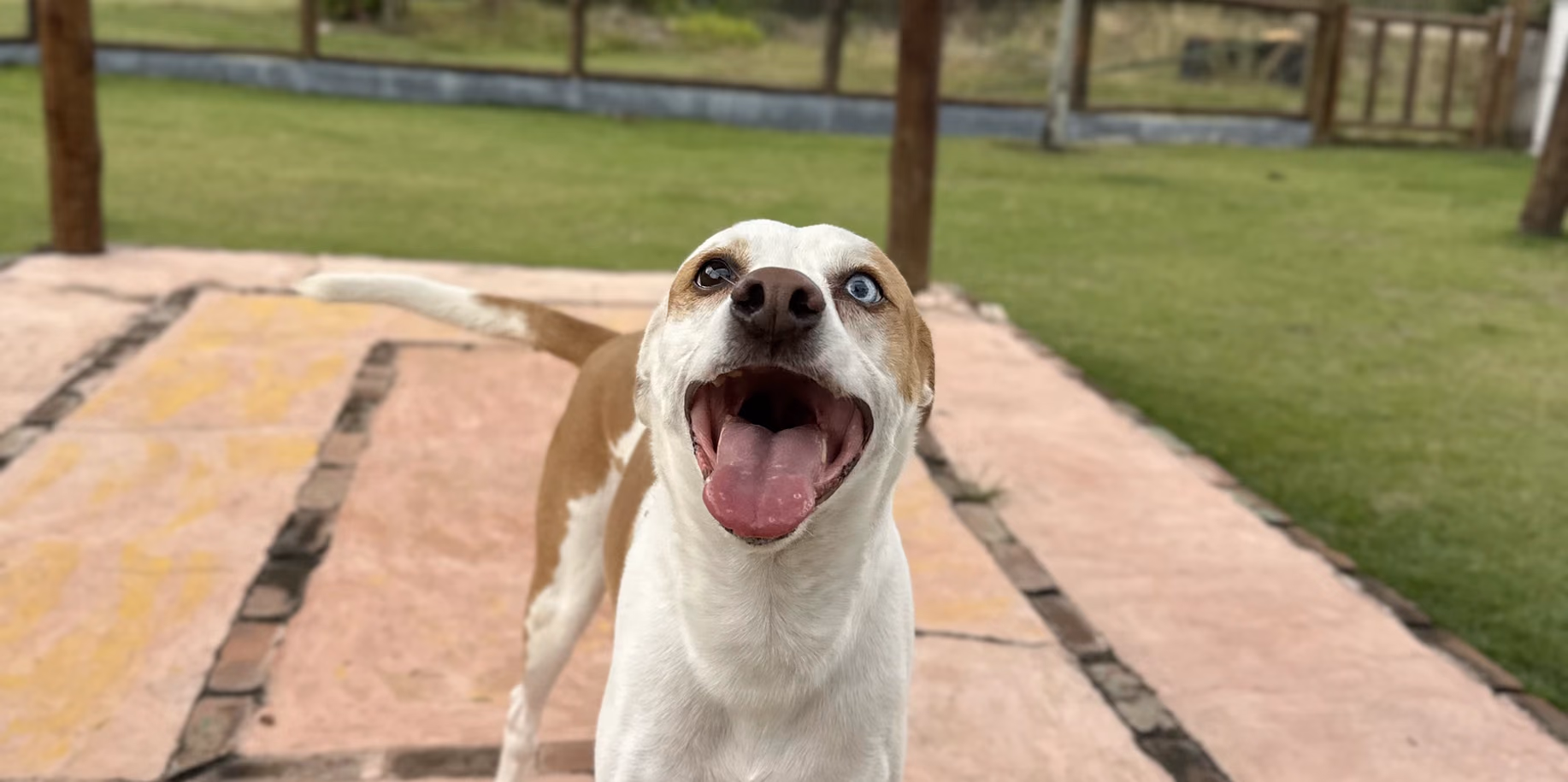 Zona Oeste Cão em pé no caminho de pedra do Gute, com a serra ao fundo