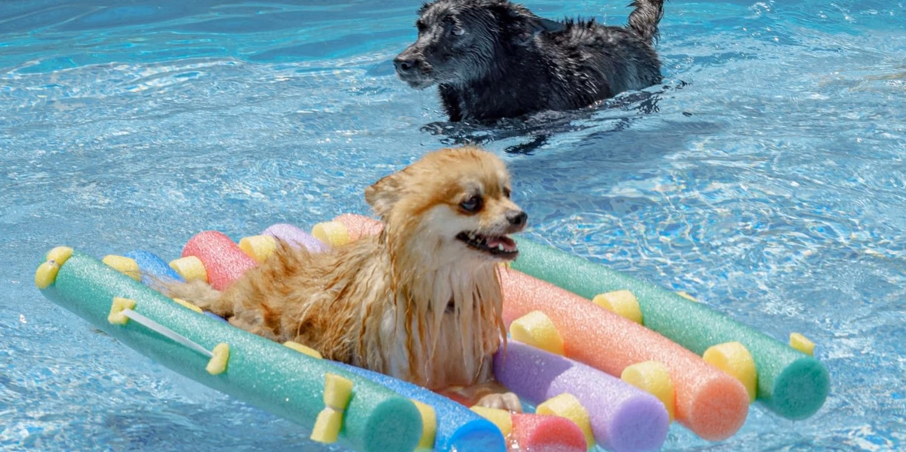 Zona Sul Dois cães na piscina do Gute, um deles boiando numa espaguete colorida