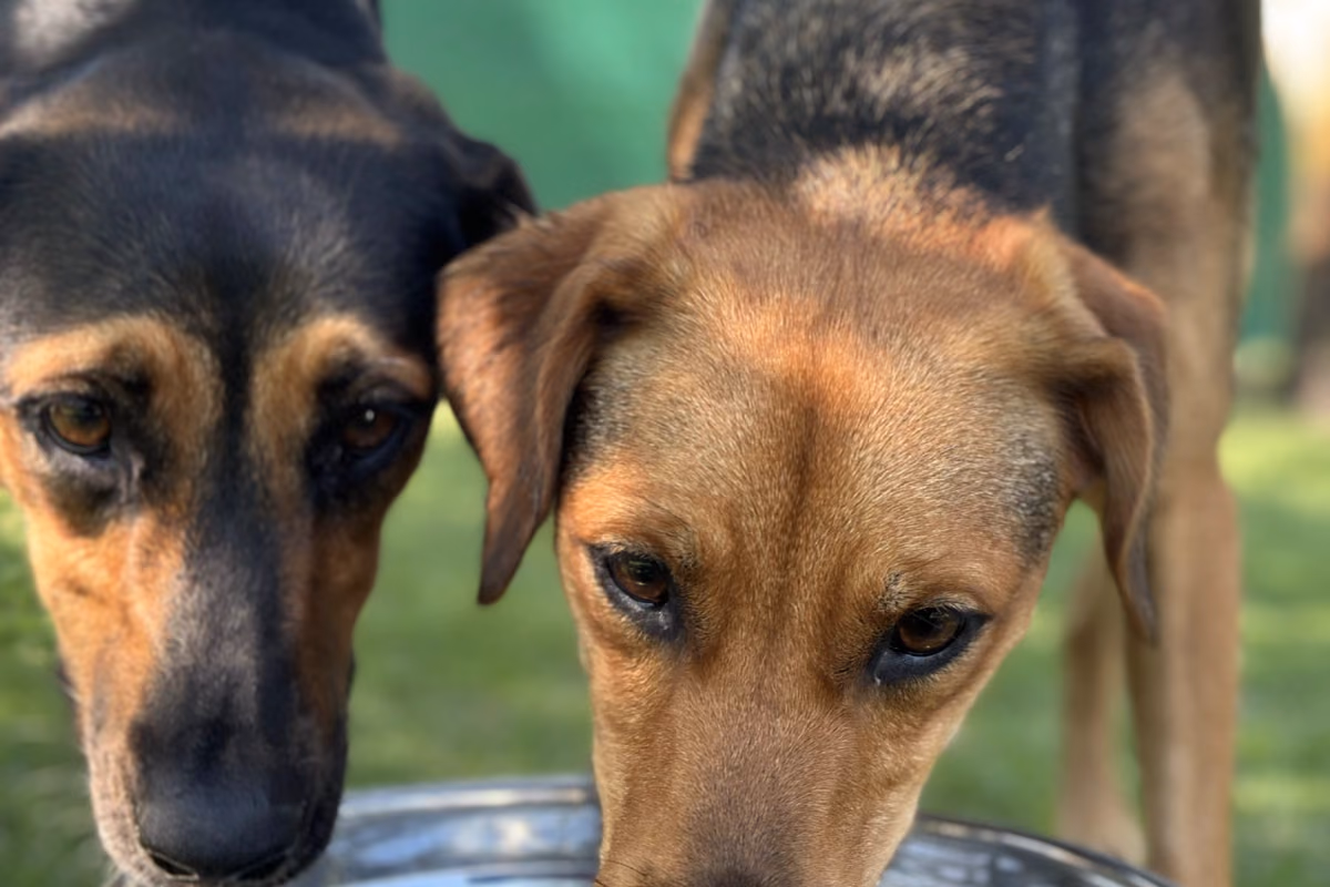 Alimentos que o cachorro pode e não pode comer Frutas e alimentos seguros e proibidos para cães, lado a lado