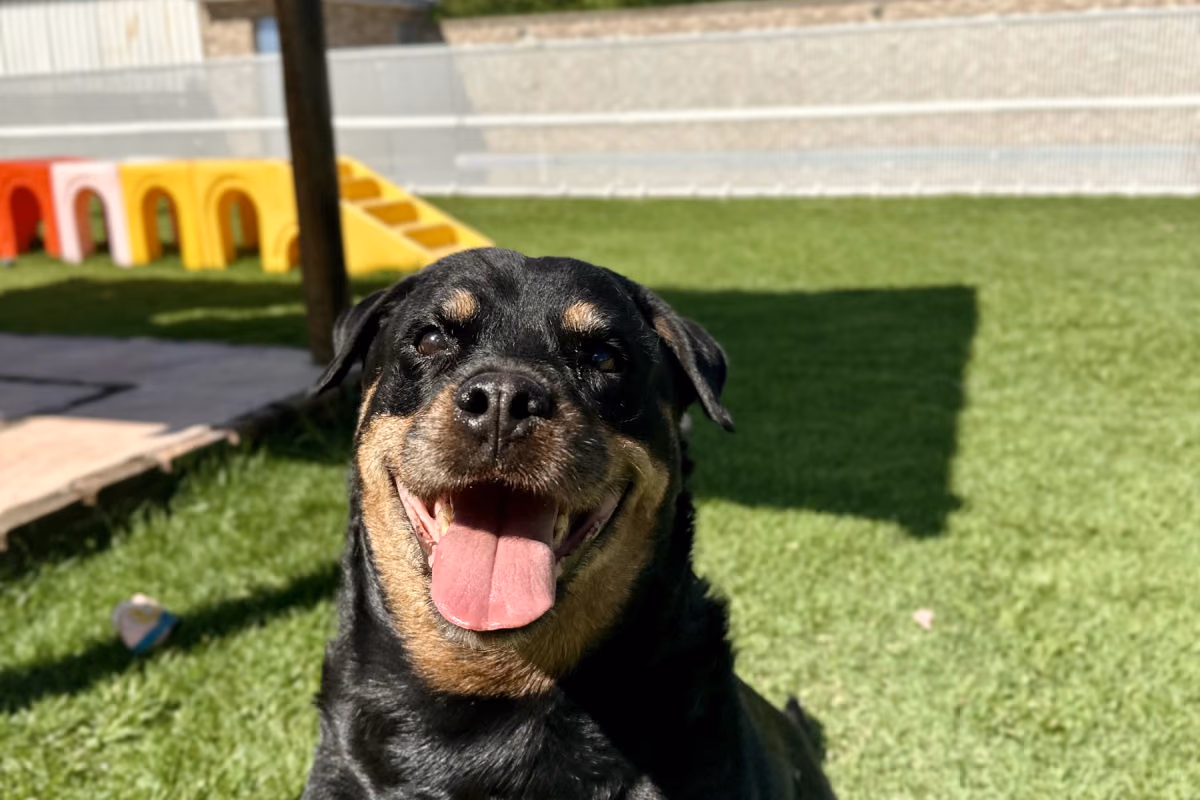 Meu cachorro está agressivo: por onde começar Adestrador trabalhando com segurança o comportamento de um cão reativo
