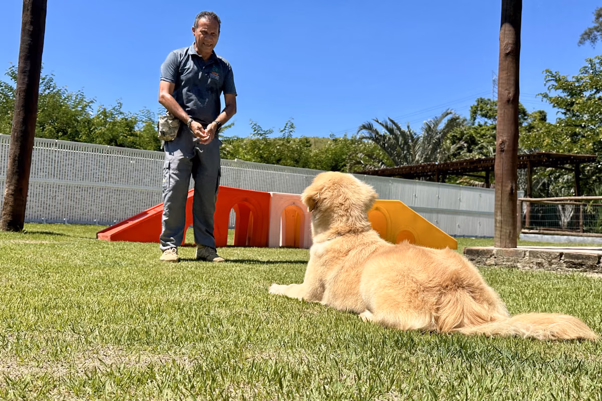 Ansiedade de separação em cães: sinais, causas e o que ajuda Cão descansando tranquilo sozinho, sinal de segurança emocional