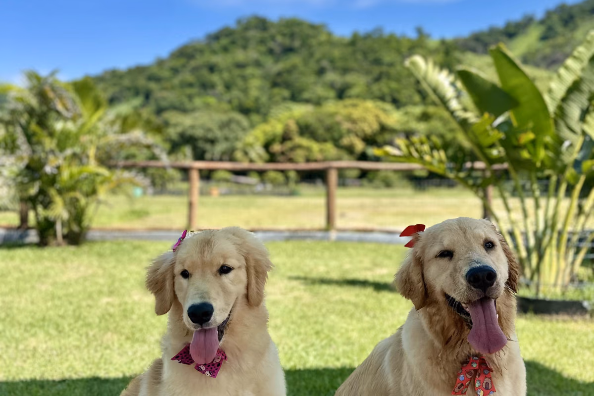 Cachorro ciumento: o que está por trás e quando vira risco Dois golden retrievers sentados lado a lado no gramado