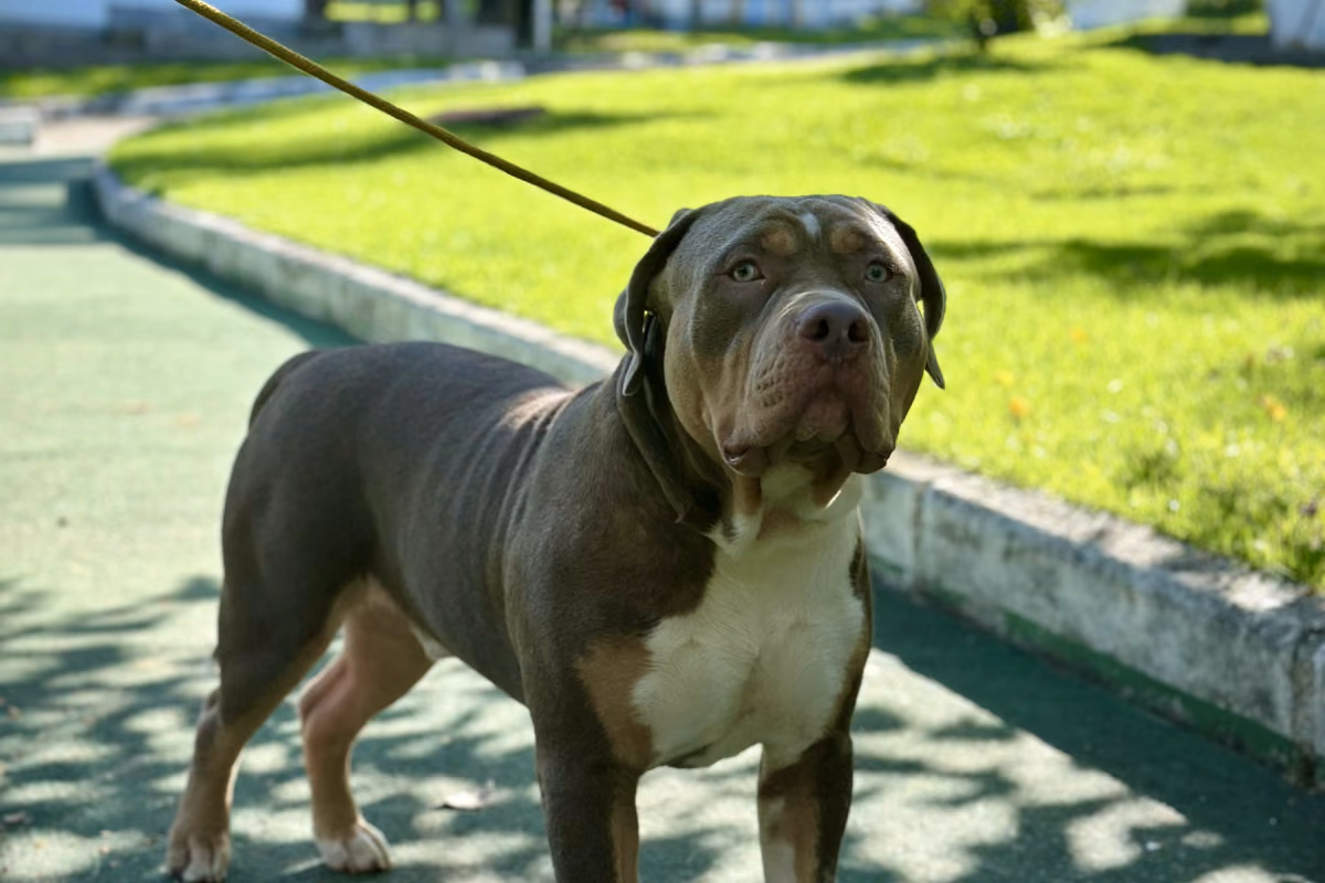 Cachorro com coceira: o que pode ser e quando procurar o veterinário Cão de pelo curto em pé no caminho do jardim, preso à guia