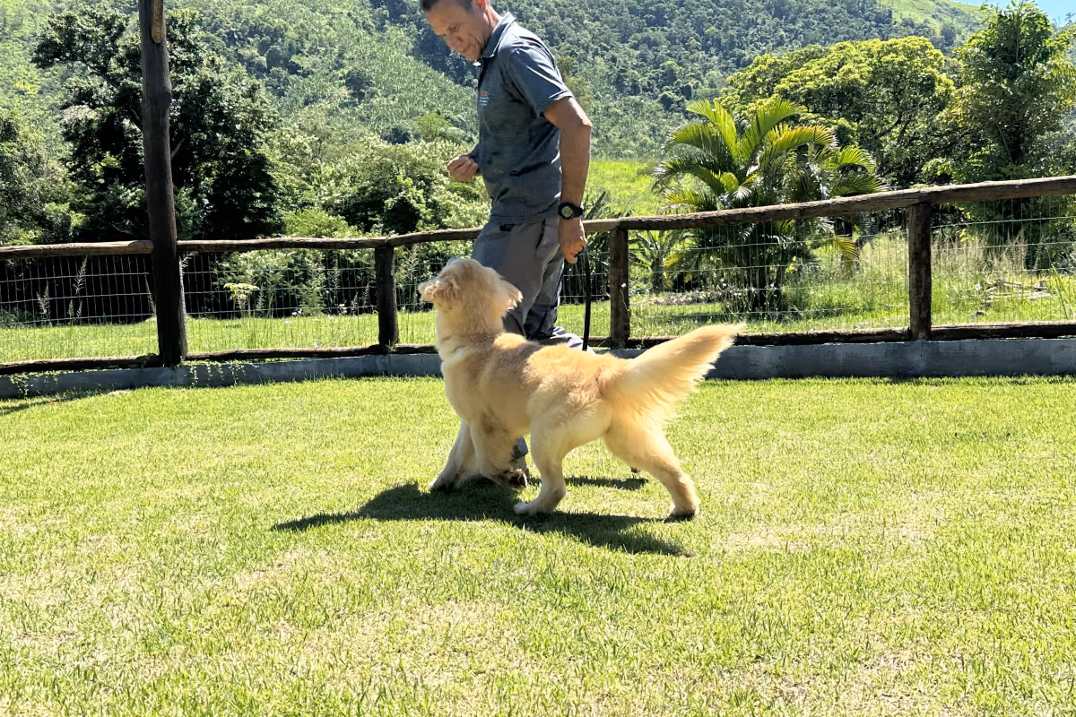 Cachorro comendo as próprias fezes: por que acontece e o que fazer Golden retriever caminhando no gramado ao lado do adestrador