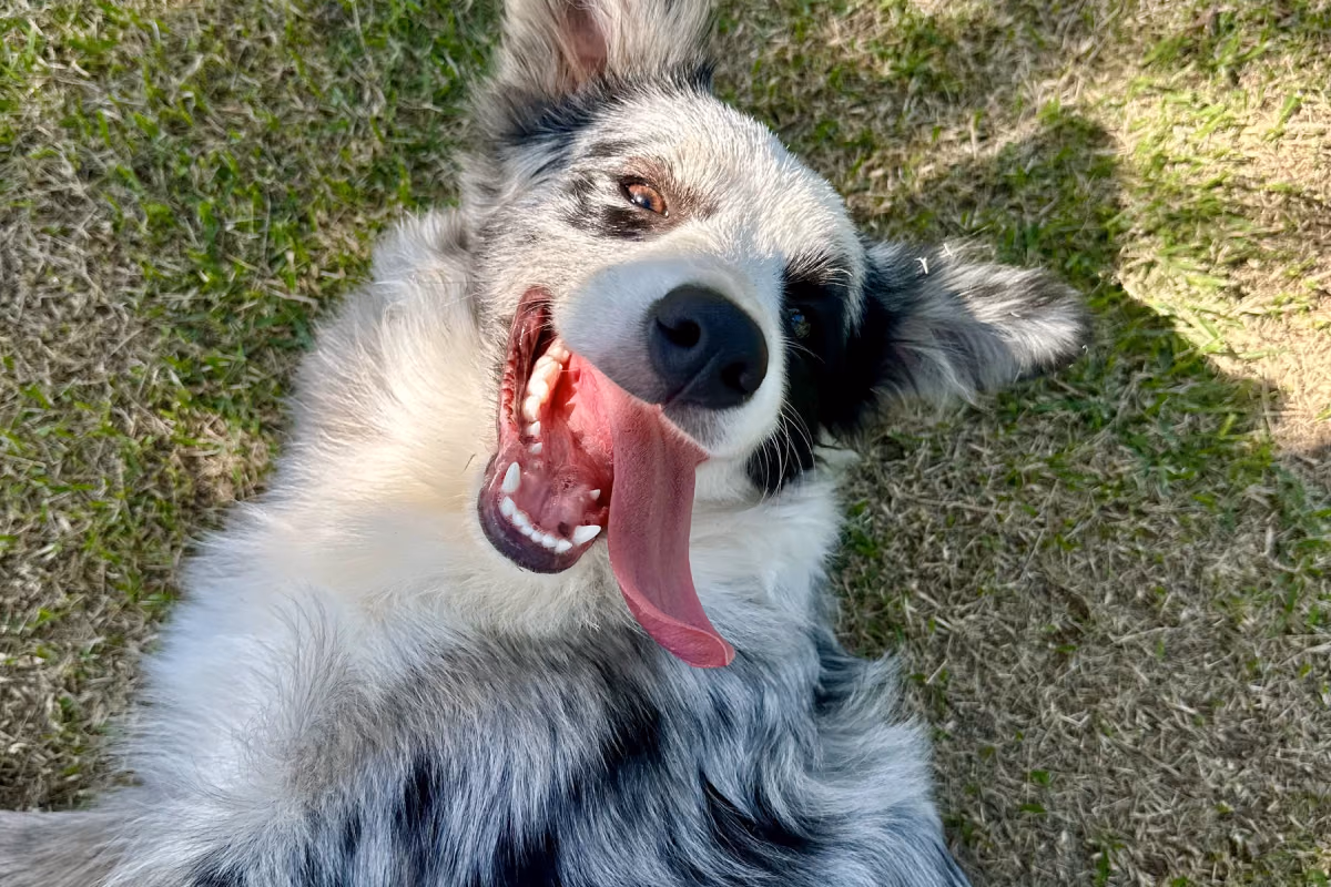Cachorro que late muito e as multas do condomínio: o que fazer Cão tranquilo em ambiente calmo, sem estresse que gera latidos
