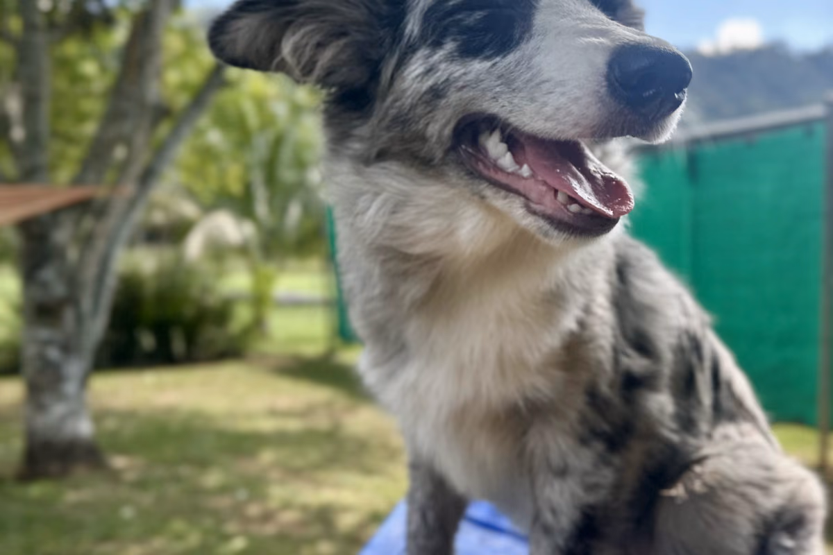 Cachorro com medo de fogos: como proteger seu cão no Réveillon Cão tranquilo em ambiente calmo, longe do barulho dos fogos