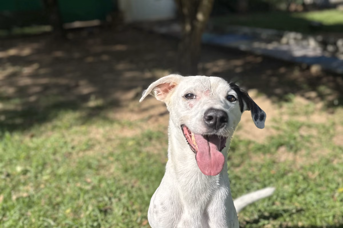 Cachorro medroso e inseguro: o que há por trás do medo Cão inseguro em processo de ganho de confiança com apoio profissional