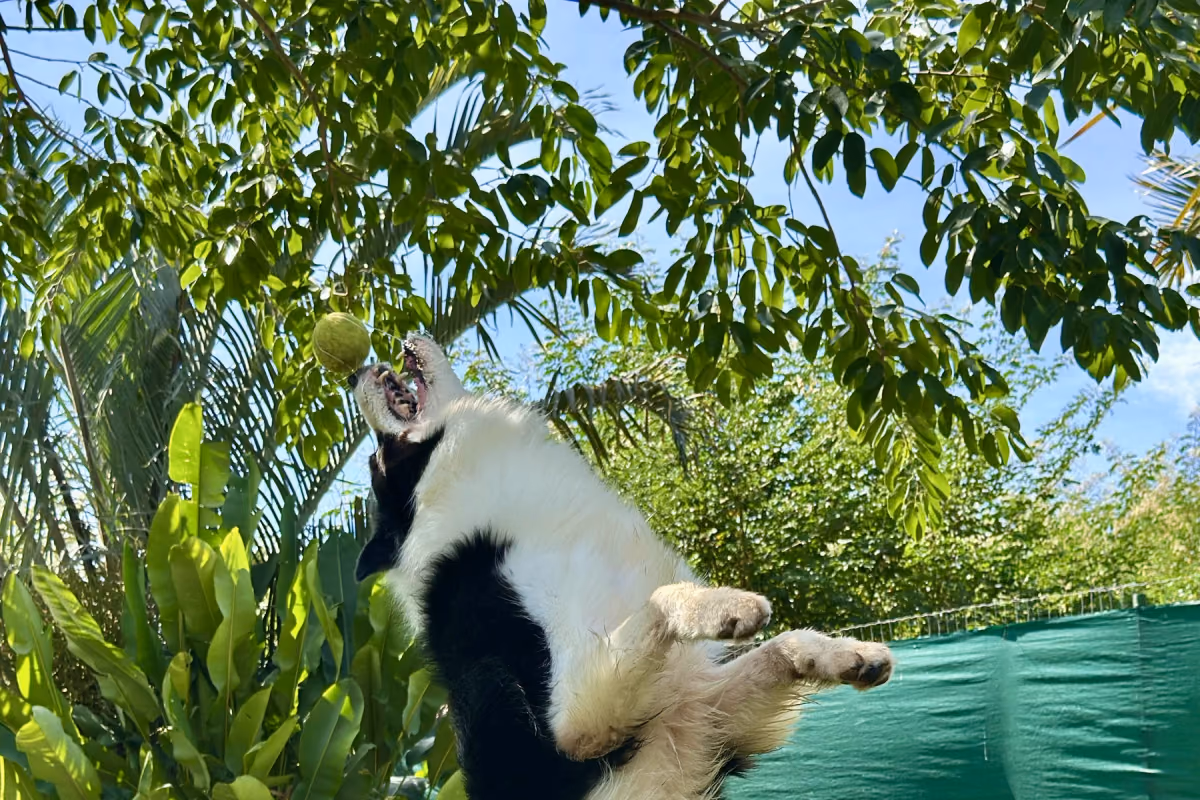 Cachorro muito agitado: energia sobrando ou ansiedade? Border collie saltando em pé no gramado, cheio de energia