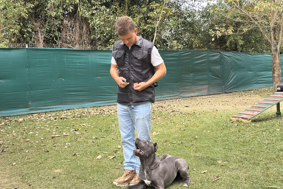 Cachorro não quer comer: o que pode ser e quanto tempo esperar Cane corso deitado no gramado ao lado do adestrador