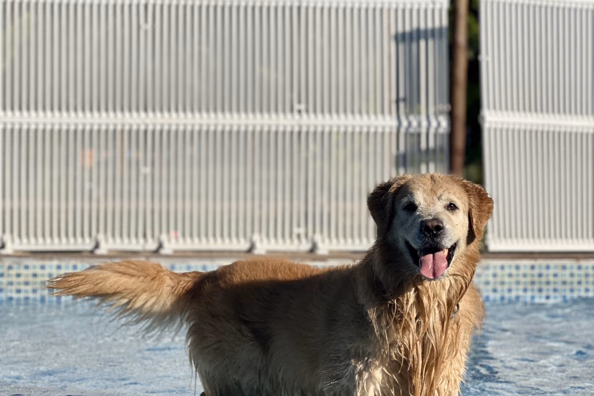Cachorro no calor do Rio de Janeiro: como proteger seu cão Cão se refrescando na sombra e na água durante um dia quente