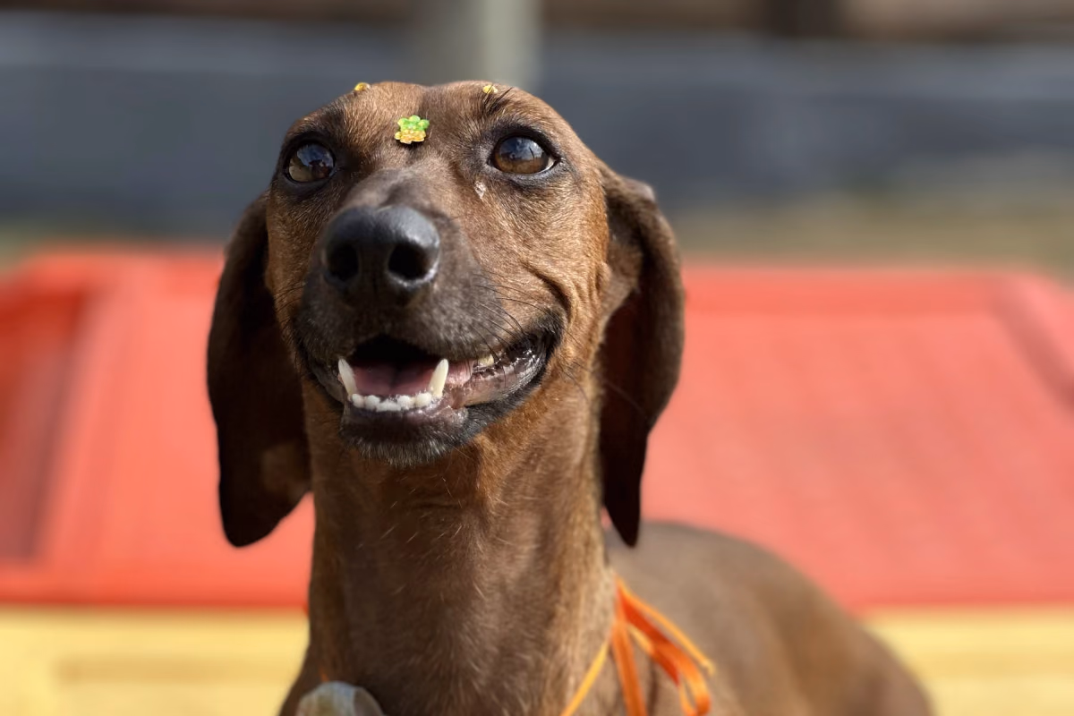 Cachorro pode comer panetone, peru e comida de Natal? Dachshund de gravata-borboleta em pé sobre um banco colorido