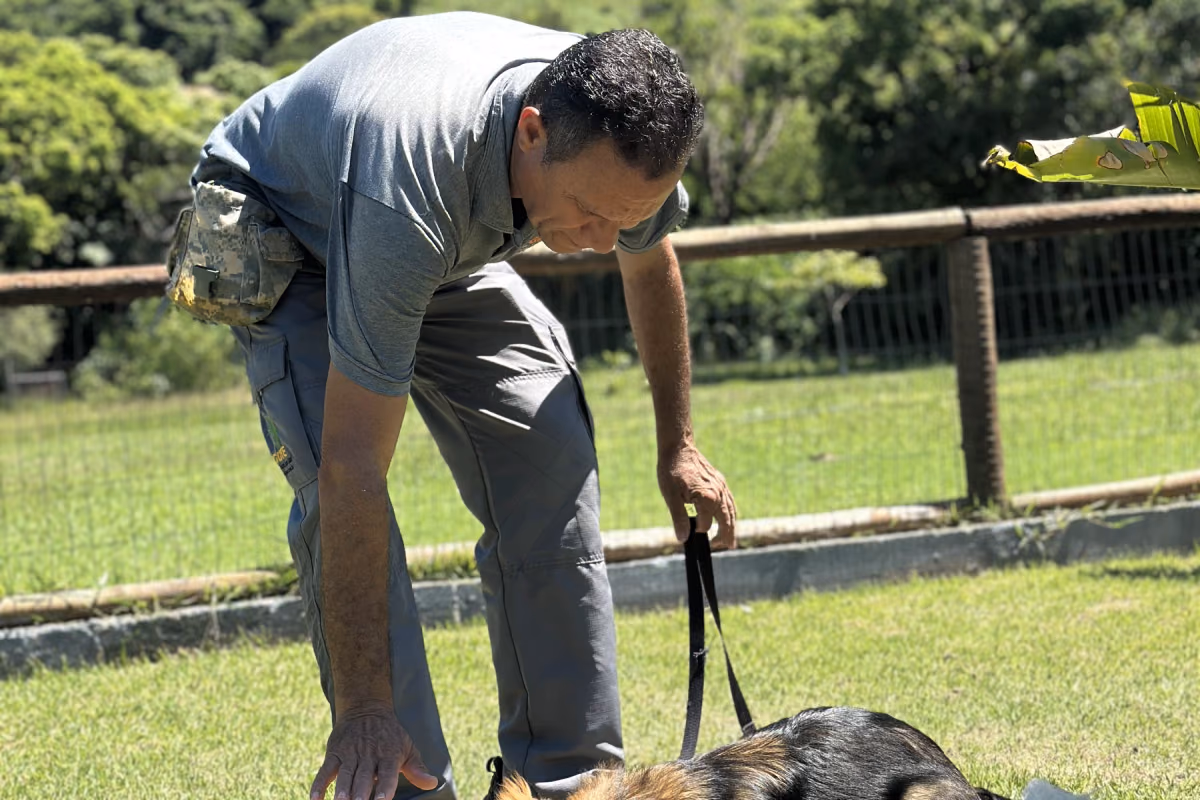 Cachorro que puxa a guia: como transformar o passeio Cão caminhando ao lado do tutor com a guia frouxa, sem puxar