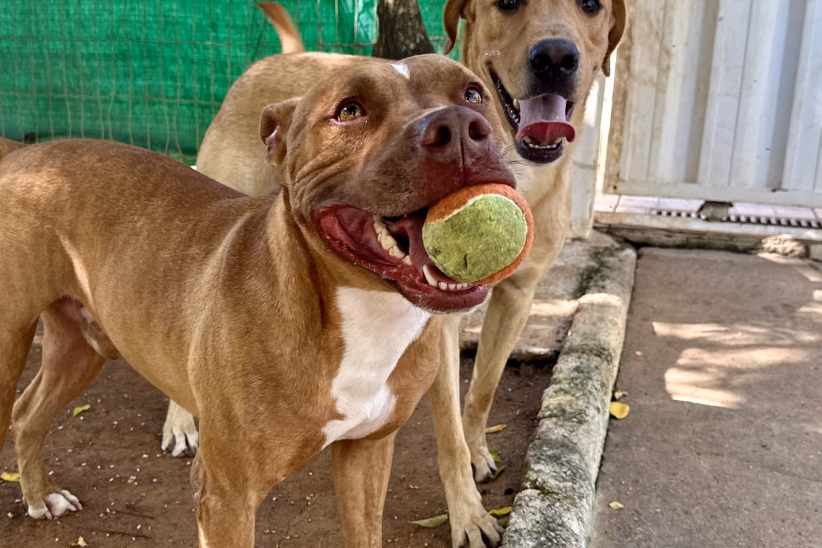 Cachorro que destrói tudo: o que está por trás Cão entediado em casa, contexto que leva à destruição