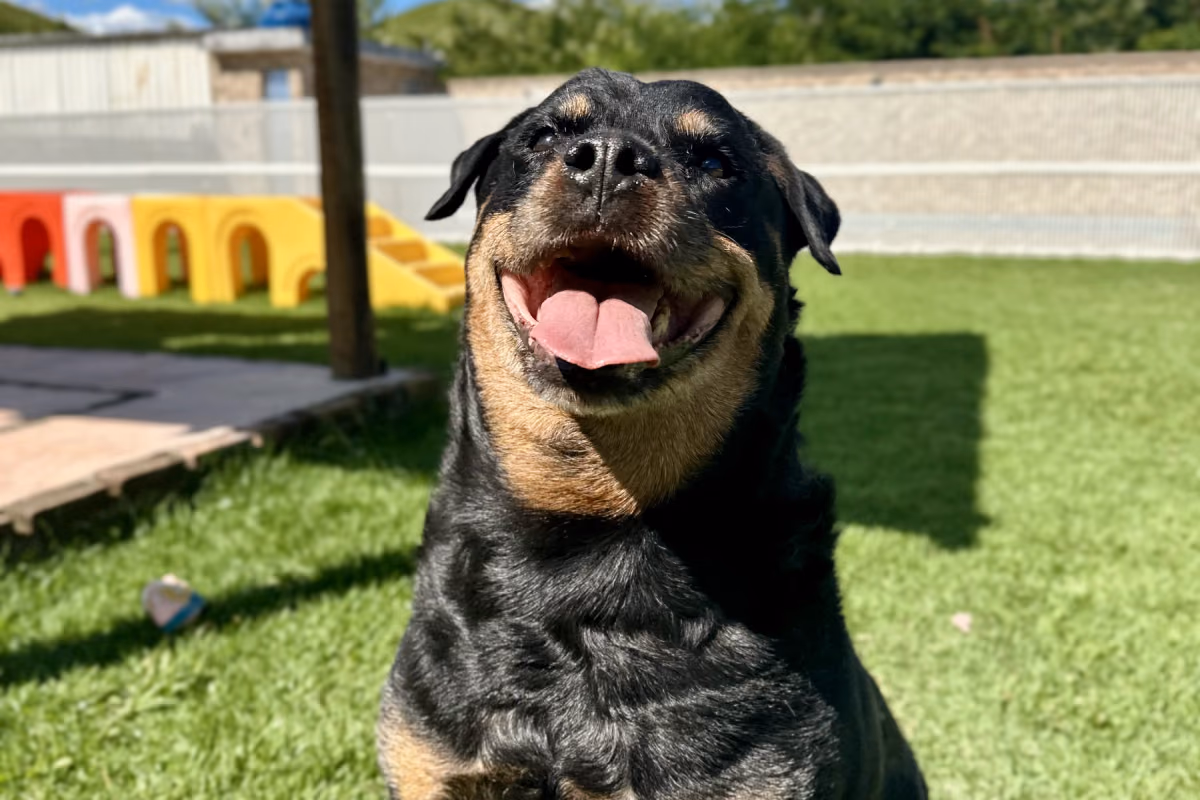Cachorro que morde: por que acontece e o que está em jogo Cão sendo avaliado com segurança por profissional de comportamento