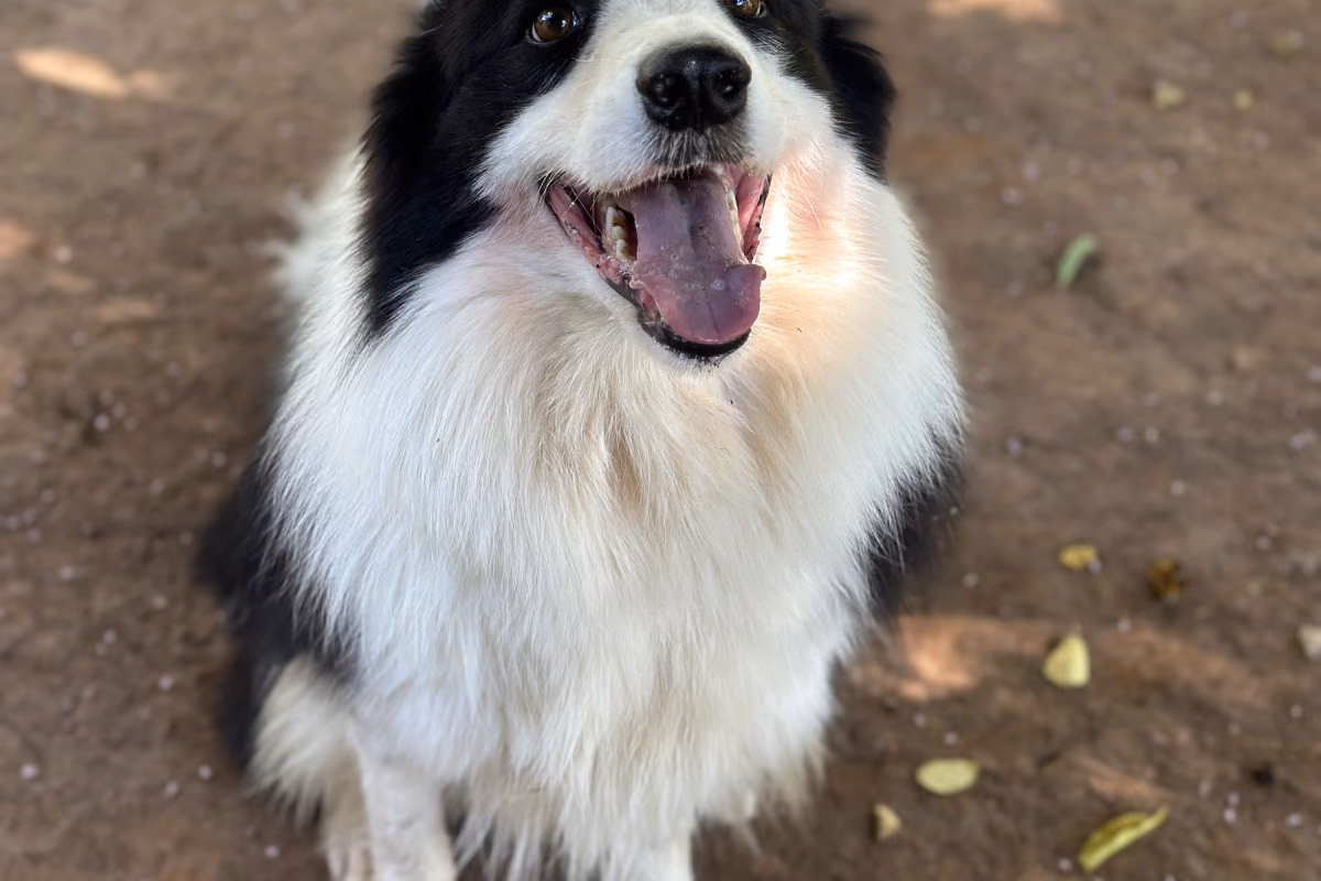 Cachorro sofre quando fica no hotel? Cão feliz e relaxado durante a estadia no Gute
