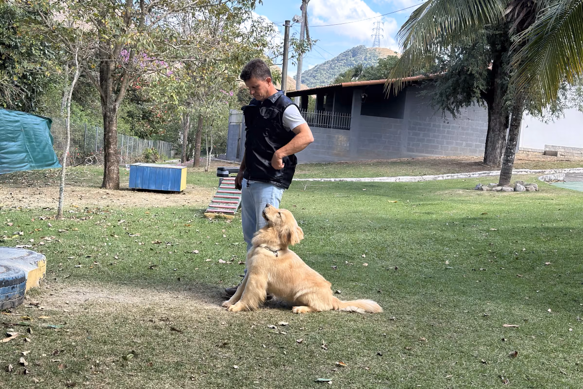 Cachorro vomitando amarelo: o que pode ser e quando preocupar Golden retriever deitado no gramado junto ao adestrador