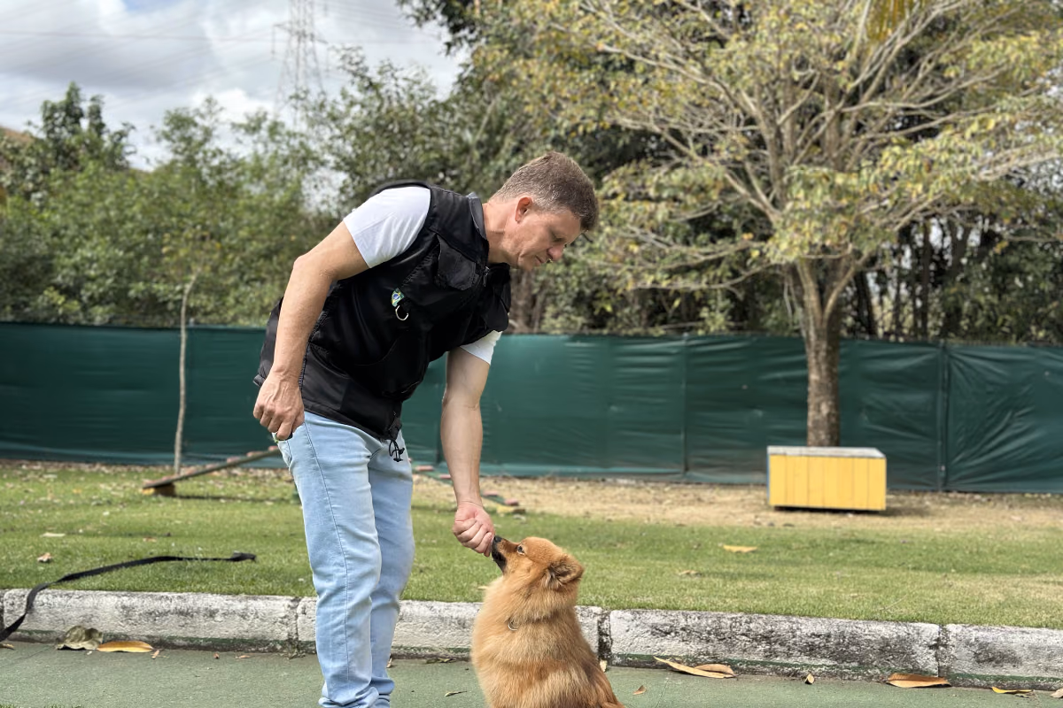 Cinomose em cachorro: sintomas, fases, transmissão e prevenção Adestrador se abaixando para tocar um lulu da Pomerânia no gramado