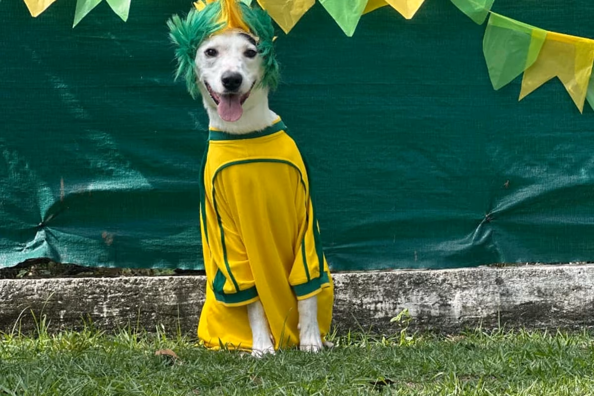 Cio da cadela: fases, duração e cuidados Cão de camiseta amarela sentado no gramado, sob bandeirinhas verdes e amarelas