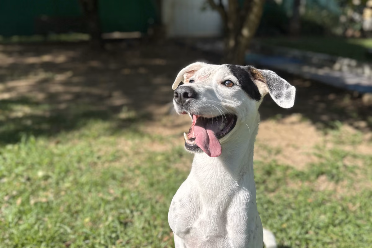 Como adestrar um cachorro filhote Filhote aprendendo os primeiros comandos com reforço positivo